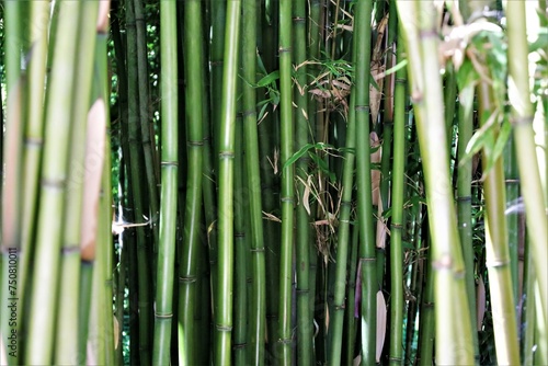 close up dense bamboo forest , exotic vegetation