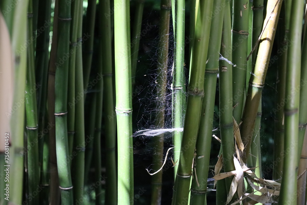 Fototapeta premium close up dense bamboo forest , exotic vegetation
