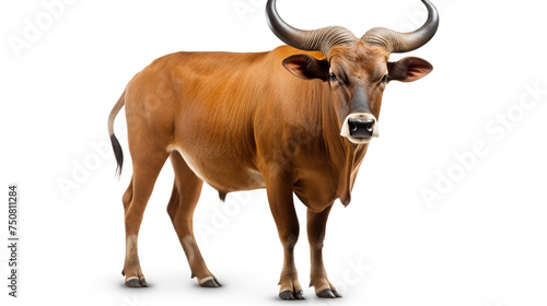 male banteng isolated on white background   reated with Generative Ai