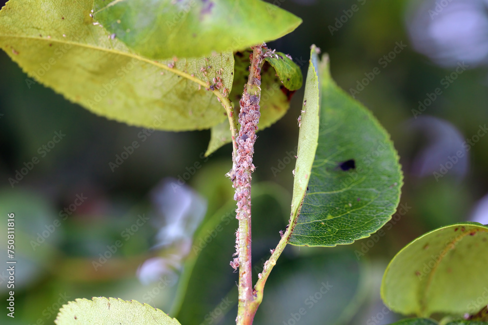 Fototapeta premium Pear grass aphid (Melanaphis pyraria) and pear psylla, European pear sucker (Cacopsylla pyri). A colony of wingless insects on pear leaf and shoots.