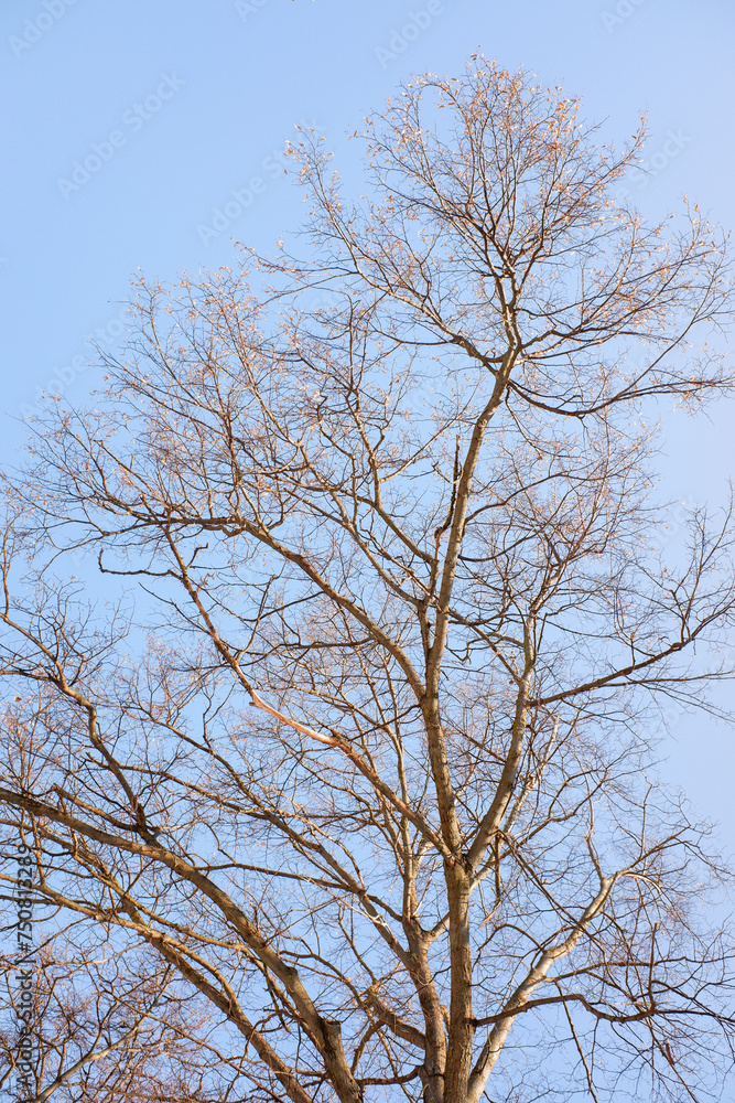 bare tree branches against a blue sky bare tree branches against a blue sky