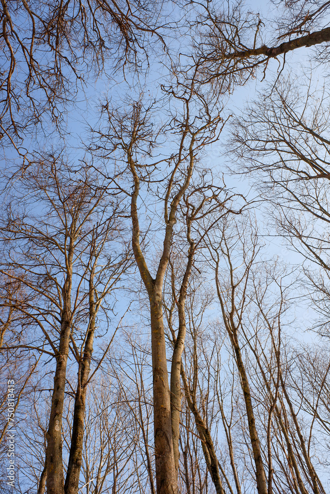 bare tree branches against a blue sky bare tree branches against a blue sky