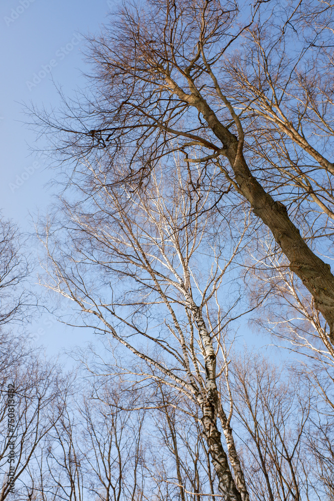 bare tree branches against a blue sky bare tree branches against a blue sky