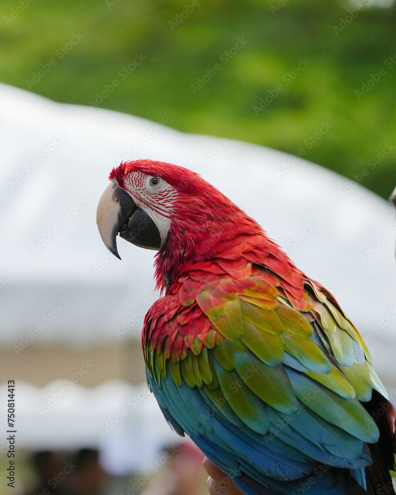 greenwing macaw macaw free flying parrot	