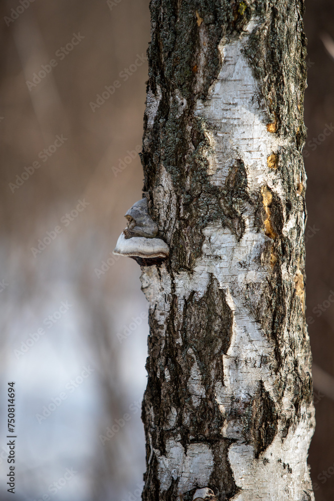 Birch trunk close-up Winter landscape in the forest Birch trunk close-up Winter landscape in the forest