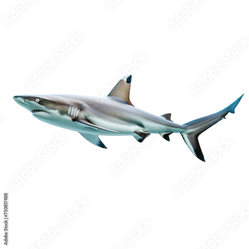 Photo of shark isolated on transparent background © lensvault