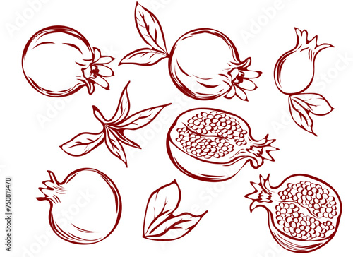set of hand drawn pomegranate fruits