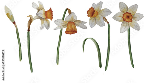 Watercolor set of narcissus flowers elements. Botanical daffodil wildflowers illustration.