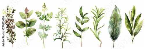 Hand-drawn Watercolor Set of Assorted Herbs and Spices Generative AI