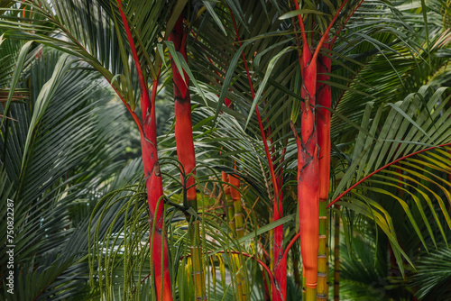 Red palm background. Lipstick palm or Cyrtostachys renda with bright trunk photo