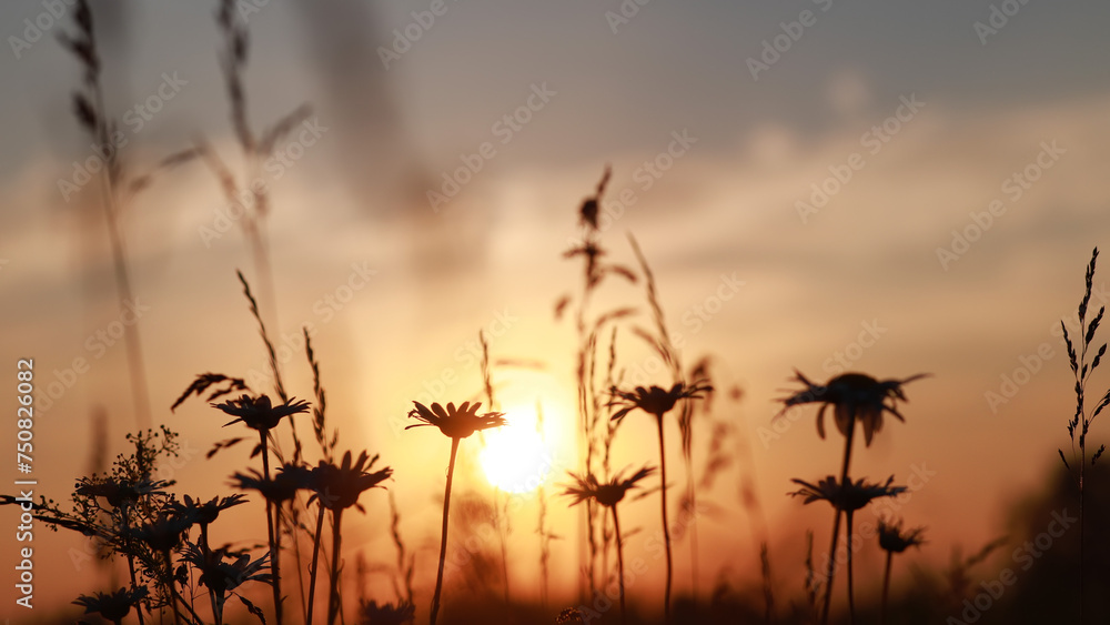 Obraz premium Summer landscape. Silhouettes of daisies against the background of a summer sunset or sunrise.