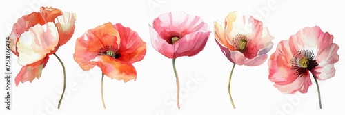 Watercolor Poppy Flower Painting - Pink and Red Isolated Flowers on White Background Generative AI