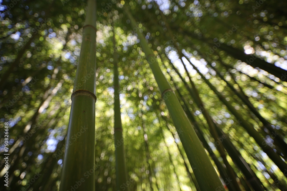 Fototapeta premium close up dense bamboo forest , exotic vegetation