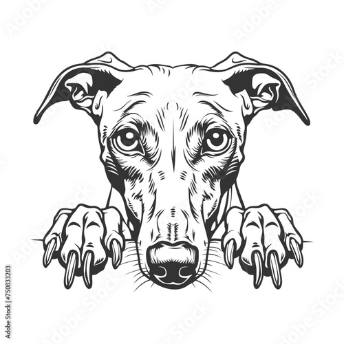 Greeyhound Illustration Clip Art Design Shape. Peeking Dog Silhouette Icon Vector.