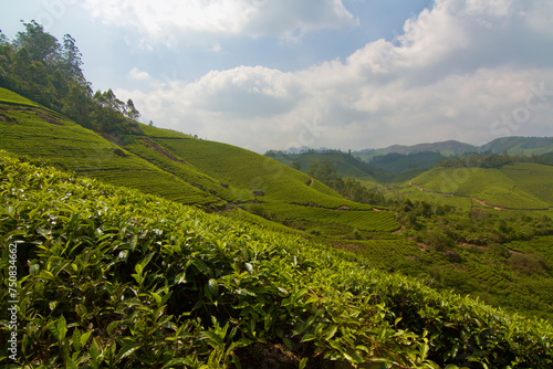 Tea plantation in Munnar, India