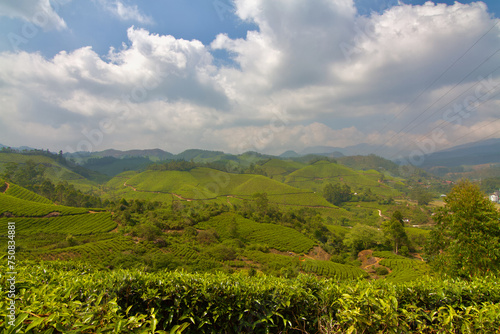 Tea plantation in Munnar  India