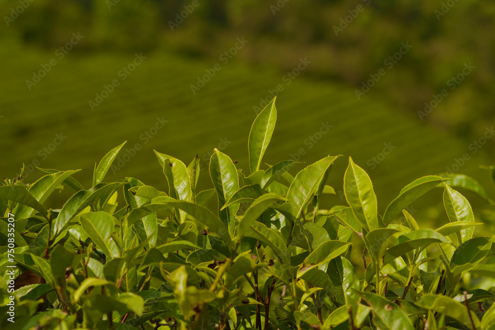 Fototapeta premium Tea plantation in Munnar, India