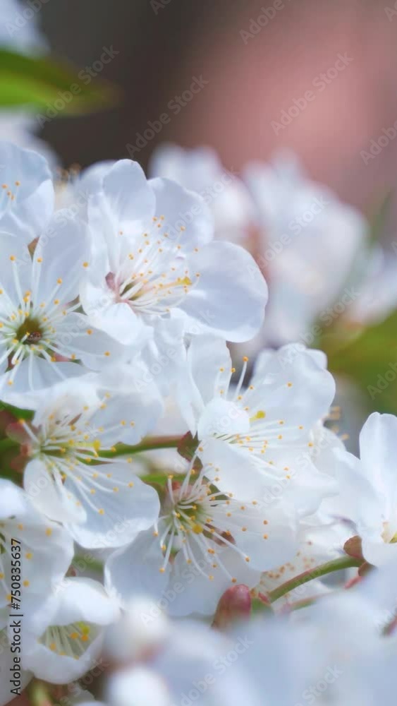 Blooming tree at sunlight. Branch of beautiful white flowers of a tree swaying in the wind in springtime. Blossom branch on blur background. Close-up. Vertical video. Blooming tree at sunlight. Branch of beautiful white flowers of a tree swaying in the wind in springtime. Blossom branch on blur background. Close-up. Vertical video.