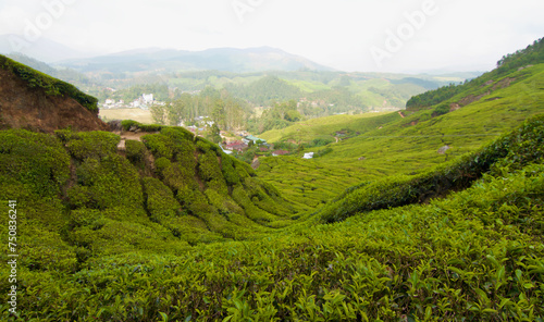 Wallpaper Mural Tea plantation in Munnar, India Torontodigital.ca