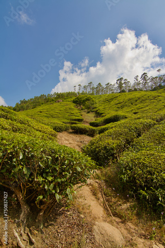 Tea plantation in Munnar, India