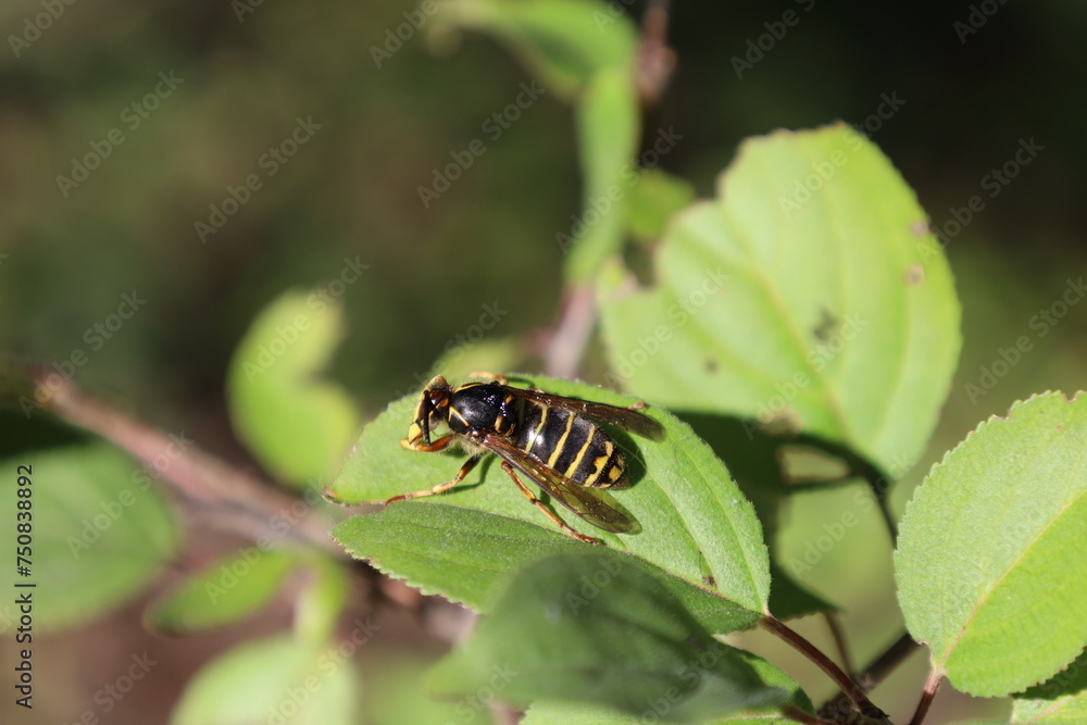 close up european wasp on leaves close up european wasp on leaves