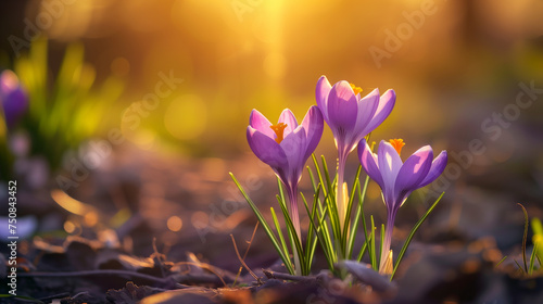 Springtime widescreen banner. Purple crocuses bloom on a sunny spring day.