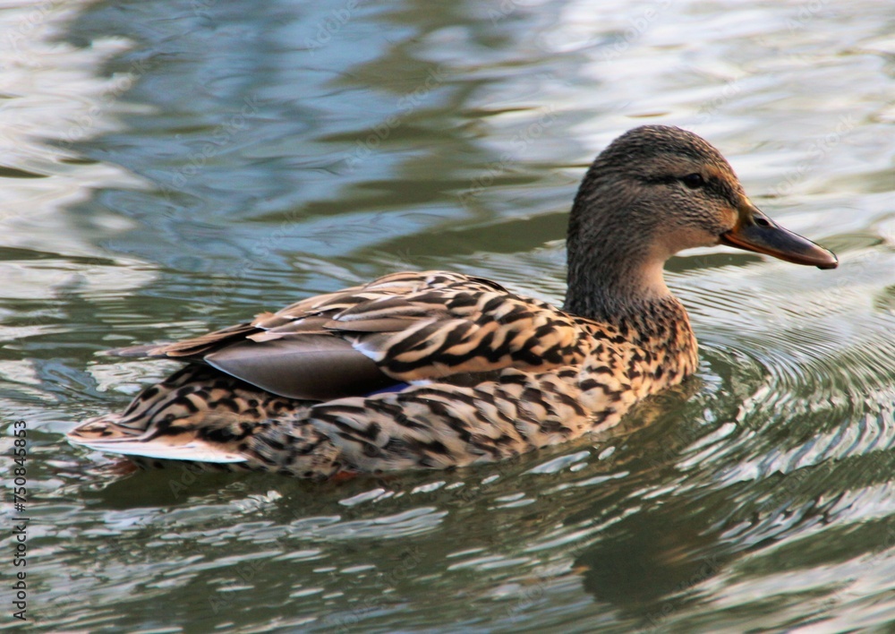 Female mallard floating on the surface of a city park lake in Szeged, Hungary Female mallard floating on the surface of a city park lake in Szeged, Hungary