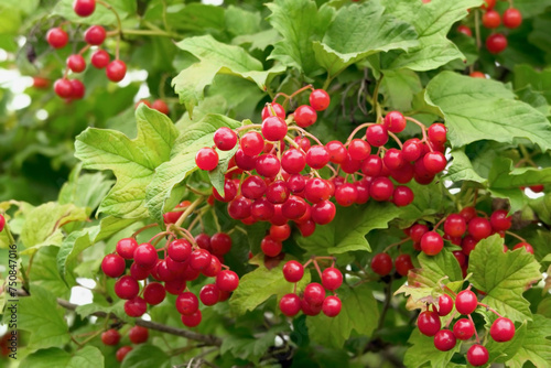 ripe red viburnum berries grow on a viburnum bush