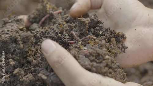 compost with worms in hands