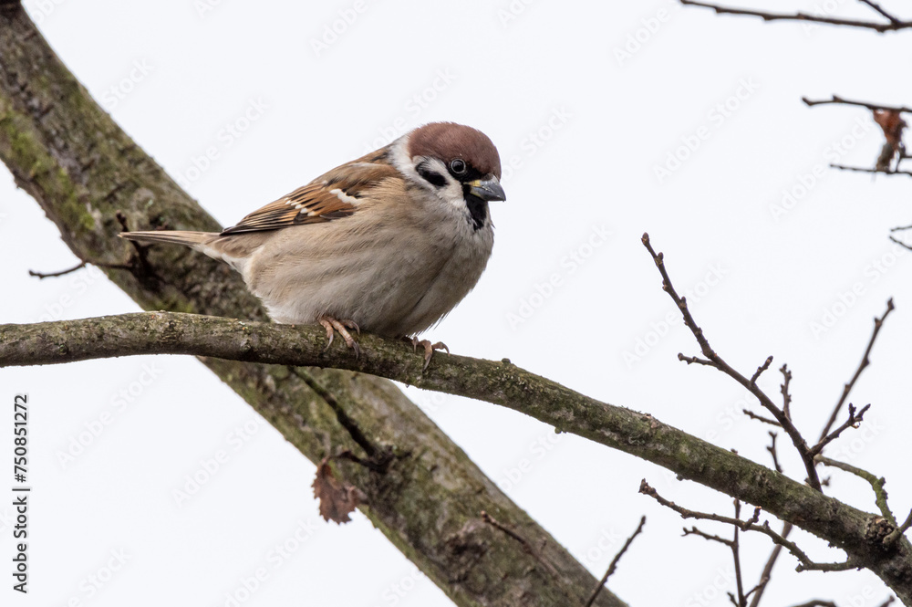 ptak mazurek (Passer montanus) siedzi na gałęzi ptak mazurek (Passer montanus) siedzi na gałęzi