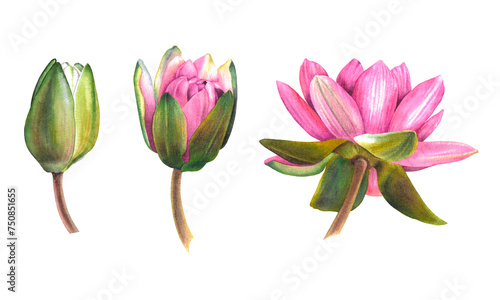 Watercolor illustration of pink water lily flower in three stages, from bud to full disclosure. Hand drawn botanical sketch of lotus on isolated background for Spa design. Exotic plant for Zen design.