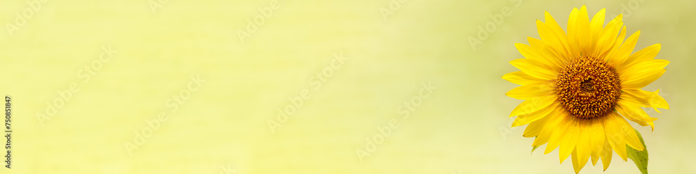 4x1 banner sunflower flower on right on yellow background 4x1 banner sunflower flower on right on yellow background