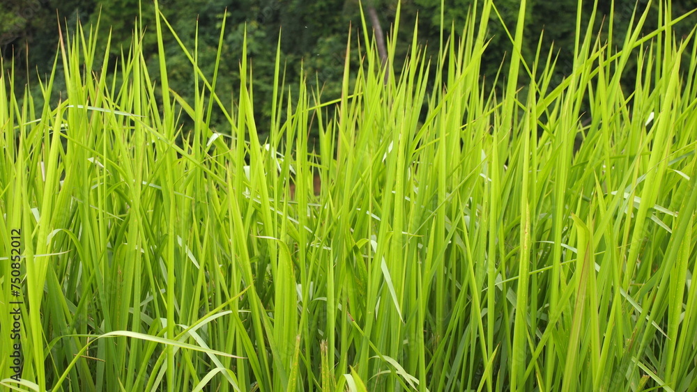 Fototapeta premium Tall sharp green grass in the field