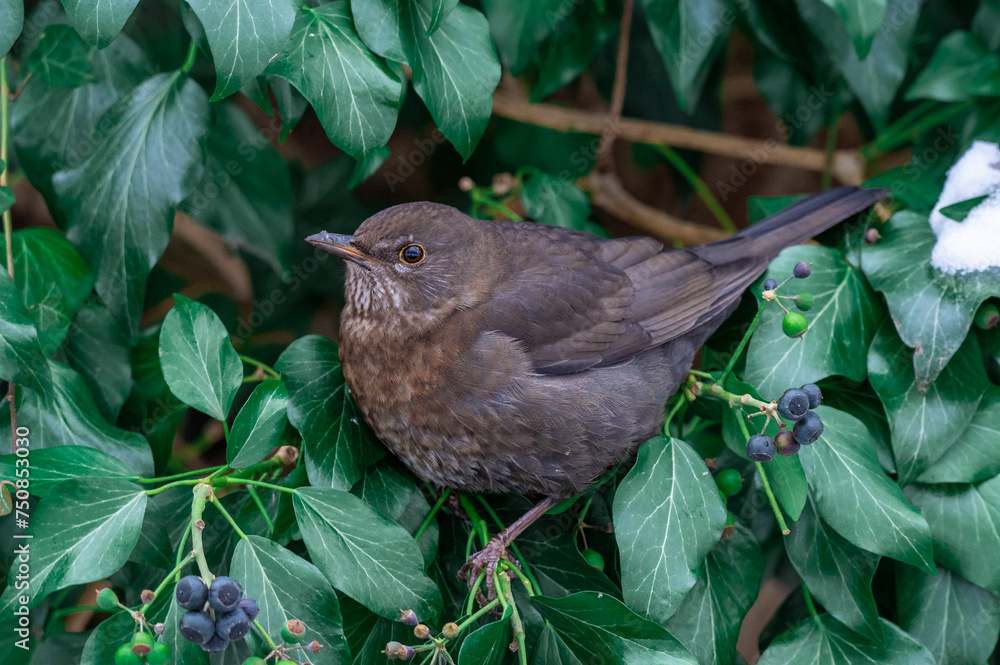 ptak kos (Turdus merula) samica w bluszczu w zbliżeniu ptak kos (Turdus merula) samica w bluszczu w zbliżeniu