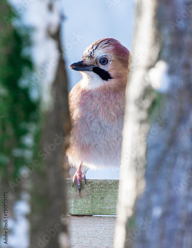 ptak sójka (Garrulus glandarius) wśród gałęzi drzew