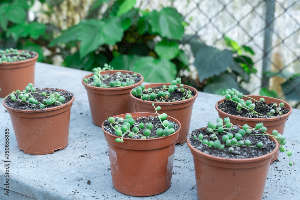 Green round leaves of curio rowleyanus growth in terracotta pot. String of pearls houseplant with ball spherical leaf. Senecio rowleyanus family asteraceae perennial succulent with trailing stems.
