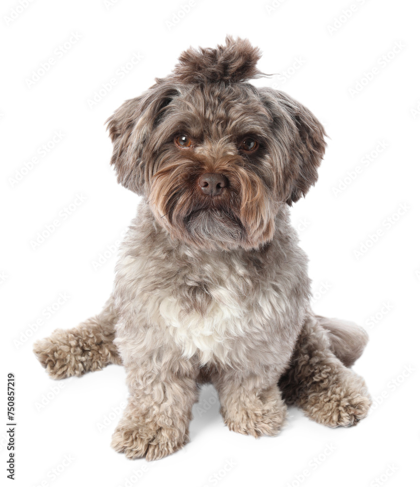 Cute Maltipoo dog on white background. Lovely pet