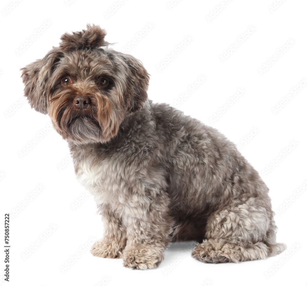 Cute Maltipoo dog on white background. Lovely pet