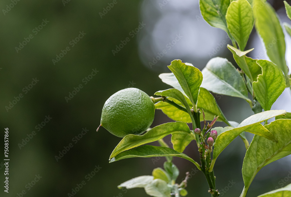 Citrus aurantiifolia, green lime lemon handing on a bush branch. Lime tree, fruit of a citrus plant close up. harvest time. South Africa garden plantation. Natural background, copy space