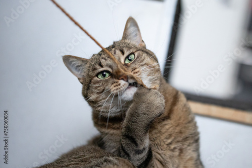 Fototapeta Naklejka Na Ścianę i Meble -  Cat plays with a rope and looks into the camera