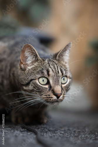 Photography Little tomcat that's lying in wait
