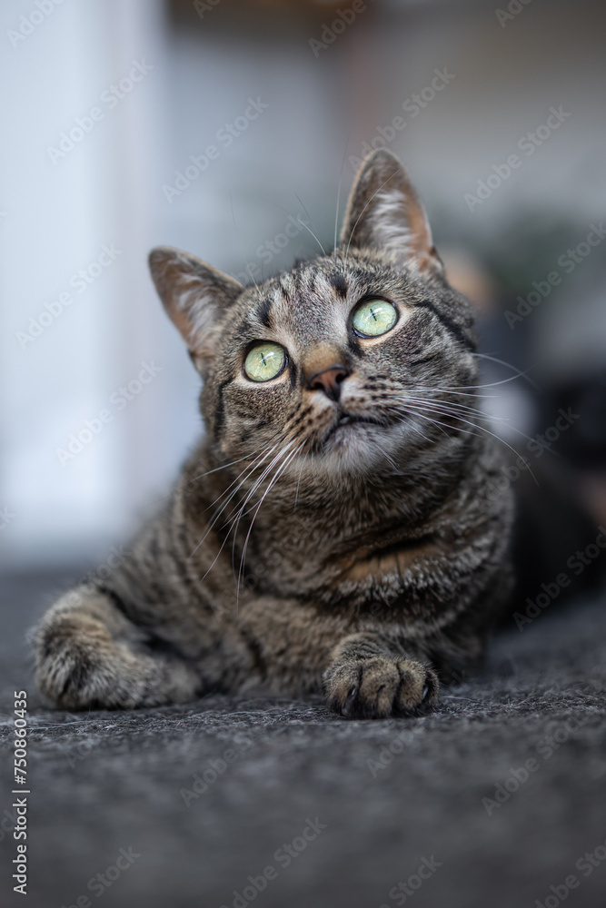 Lying cat looking up cutely Lying cat looking up cutely