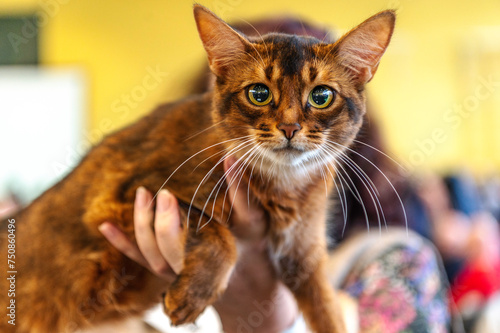 Kot somalijski długowłosy odmiana kota abisyńskiego pozujący na wystawie rasowych kotów