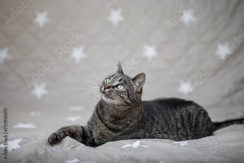 Cat portrait with a neutral background