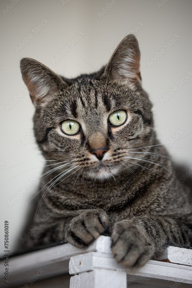 Portrait of a gray tabby cat