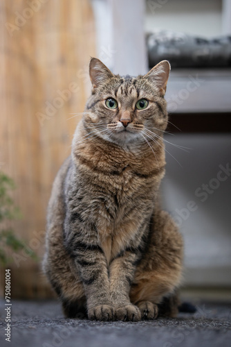 Fototapeta Naklejka Na Ścianę i Meble -  Portrait of a sitting cat looking into the camera
