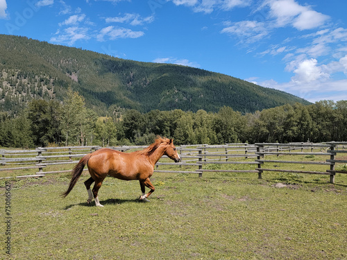 Shiny Solid Chestnut Paint Horse Mare Trots Facing Right in Round Pen with Space for Text