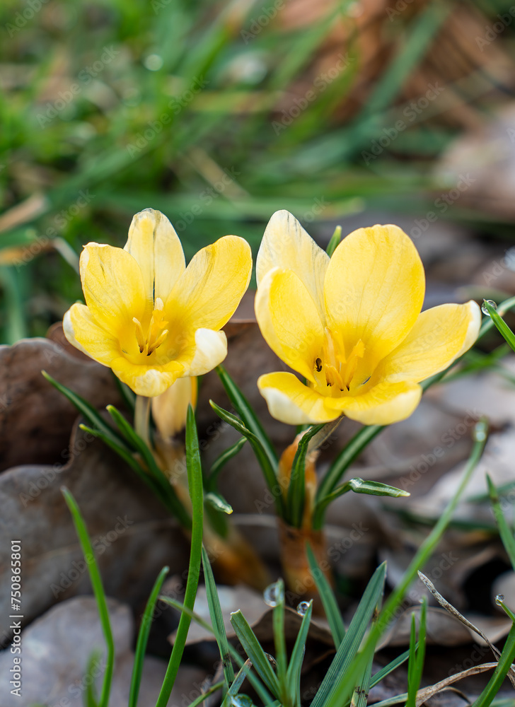 beautiful flowers in the garden beautiful flowers in the garden