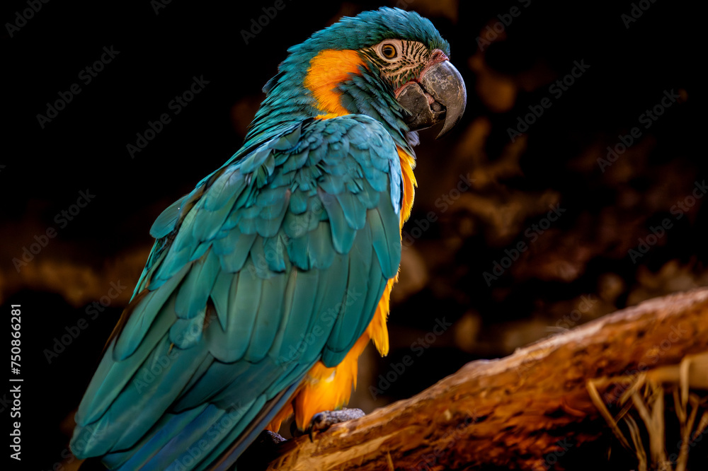 beautiful macaw parrot in the zoo.