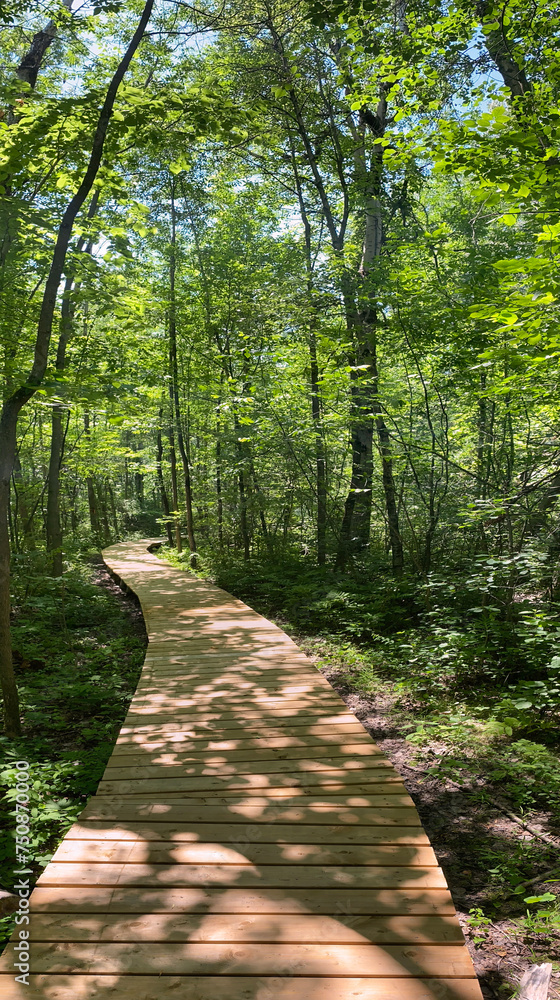 Obraz premium Winding path in the woods. Bridge in a forest in summer. A walk in a nature park. Wooden footbridge in the forest. Trail among the trees.